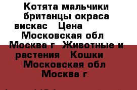 Котята мальчики британцы окраса вискас › Цена ­ 7 000 - Московская обл., Москва г. Животные и растения » Кошки   . Московская обл.,Москва г.